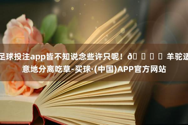 足球投注app皆不知说念些许只呢!😍 羊驼适意地分离吃草-买球·(中国)APP官方网站